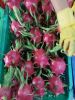 Dragon fruit