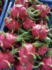 Dragon fruit