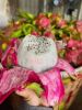 Dragon fruit