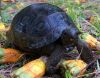 Aldabra Tortoise 