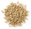 Feed Barley grain / Ba...