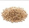 100% Malt Barley,Best Feed Barley Grain / Barley Malt Grain / Hulled Barley Ready from Lithuania Pearl Barley For Sale Animal Feed. 100% Barley Seeds