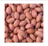 Wholesale peanuts raw peanut with skin peanut