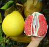 Vietnam 100% Green Pomelo Organic Natural Eat Drink Juice Sweet Taste High Grade Fresh Citrus Fruit GrapeFruit