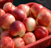 Organic Natural Peach Fresh Fruit For High Quality