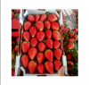 Japan brands pure fresh strawberry "Amaou"