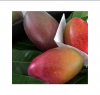 Wholesale fresh mango 100% organic mango with good price and high quality From 99 Gold Data in Vietnam