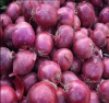 2024 new crop of Agricom brand fresh red onions and yellow onion 