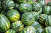 Fresh Seedless Watermelon Premium Grade Fresh Water Melon Fruits from Vietnam
