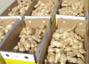 Dry dried Ginger Of Superior Quality For Export Ginger Old fresh Ginger Slices