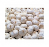 Wholesale white garlic...