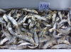 Dried Herring