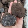 Fresh Truffles Wild Black Truffle +14.2gr size 3-4cm
