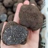 Popular Wild Fresh Black Truffles for Wholesale