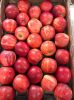 Fresh Apples, Royal Ga...