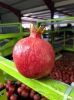 Quality Pomegranates, ...