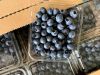 Fresh Blueberries, High Quality Blueberries, Fresh Blueberries Punnets