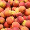 Quality Fresh Peaches, Fresh Plums, Fresh Nectarine, Yellow Peaches, Yellow Nectarine