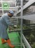Kratom Powder And crum...