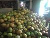 Young Coconut