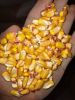 YELLOW MAIZE (CORN)