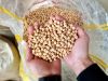 Iranian Chickpea