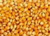 Yellow maize and raw c...