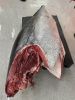 Wild Bluefin Tuna