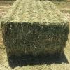 Alfalfa Hay in Bales