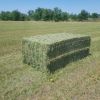 Alfalfa Hay in Bales