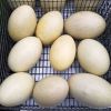 Fresh Ostrich Eggs and Chicks