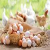 Wholesale Broiler Hatching Eggs Ross 308 and Cobb 500 and Fresh Chicken Table Eggs Discount Price