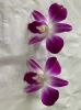 Dendrobium Sonia Orchi...
