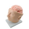 Plastic PVC Anatomical Head Model with Arteries Skeleton Specimen for Nurse Training in Medical Science