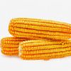 Yellow Corn/ Dry Maize For Animal Feed Best Price