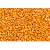 Sweet Yellow Corn Kernel Bulk Price