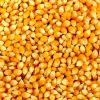 Yellow Corn yellow corn for human consumption non gmo yellow corn/ yellow corn for animal feed popcorn
