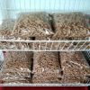 Wood Pellets 15kg Bags, (Din plus / EN plus Wood Pellets A1 for sale at cheap rate