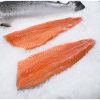 Fresh Salmon Fish / Salmon From Norway - 100% Export Quality Salmon Fish / Salmon fillet / Squid for sale / octopus supplier