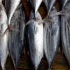 Frozen Mackerel Fillets - Pacific Hake Fish-Salmon Fish