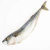 Wholesale, Fresh Frozen Mackerel fish/ mackerel fish for sale.Quality Fresh Frozen Mackerel fish.Wholesale price
