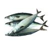 Frozen Horse Mackerel/ Scad/ Tuna/ Anchovy Fish From Norway
