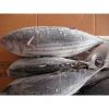 rozen fresh bluefin tuna fish