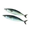 Frozen Horse Mackerel/ Scad/ Tuna/ Anchovy Fish From Norway