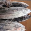 rozen fresh bluefin tuna fish