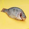 Frozen Tilapia Fish the best selling fish that has a savory taste without scales and guts.Sea Food W/R Tilapia Black Tilapia Fish