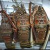 Frozen Lobsters For Sale / Hot Sales Frozen Lobster with Highest Export Quality