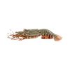 Competitive Price ALIVE SPINY LOBSTER/ FROZEN RAW LOBSTER Export
