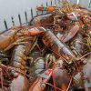 Frozen Lobsters For Sale / Hot Sales Frozen Lobster with Highest Export Quality