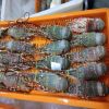 Frozen Lobsters For Sale / Hot Sales Frozen Lobster with Highest Export Quality